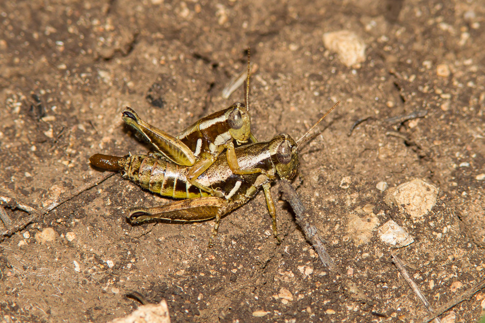Paraidemona punctata