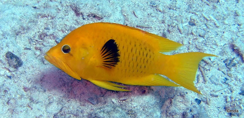 Slingjaw Wrasse — seen at this dive site