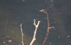 Micrathyria aequalis image