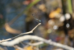 Micrathyria hagenii image