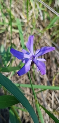 Vinca herbacea