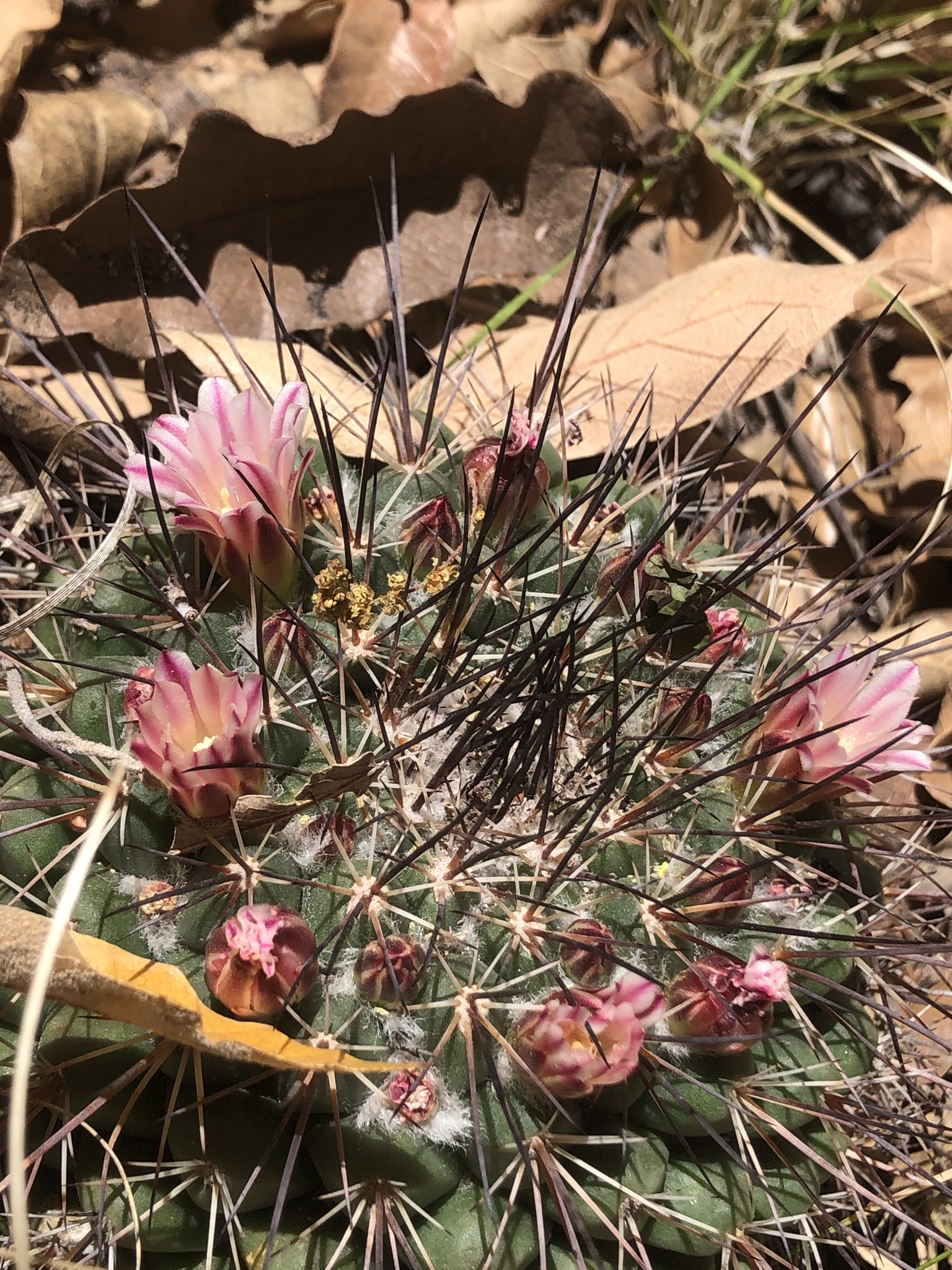 Mammillaria wagneriana  iNaturalist