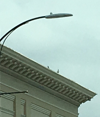 Columba livia