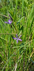 Vinca herbacea