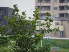 Pterocarya rhoifolia