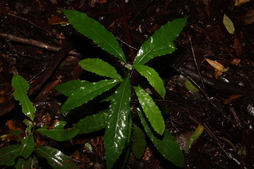Image of Sloanea australis by (c) Greg Tasney, some rights reserved (CC BY-SA)