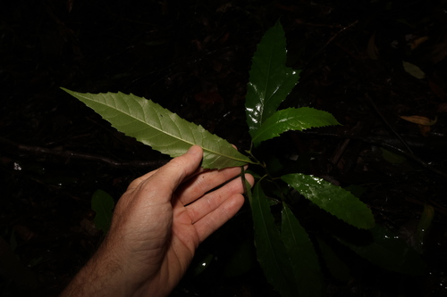 Image of Sloanea australis by (c) Greg Tasney, some rights reserved (CC BY-SA)
