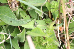 Gymnocheta viridis