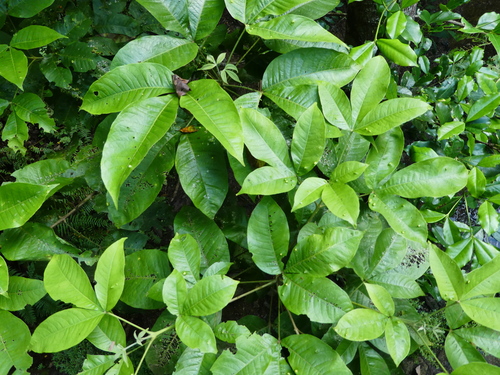 Yellow Evodia (Melicope bonwickii)