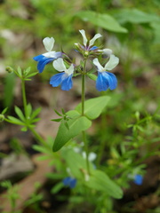 Collinsia verna