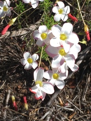 Oxalis tenuifolia