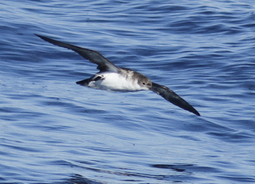 Puffinus yelkouan