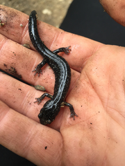 Aneides flavipunctatus