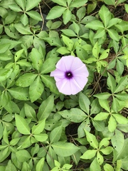 Ipomoea cairica