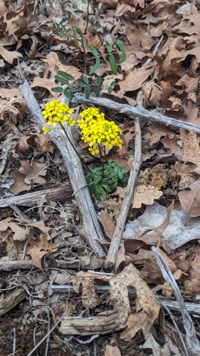 Image of Draba zionensis by (c) Darrin Gobble, some rights reserved (CC BY)