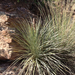 Small Soapweed Yucca - Photo (c) Samsara Duffey, some rights reserved (CC BY-NC), uploaded by Samsara Duffey