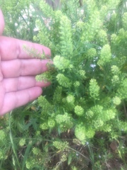 Lepidium austrinum