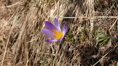 Crocus