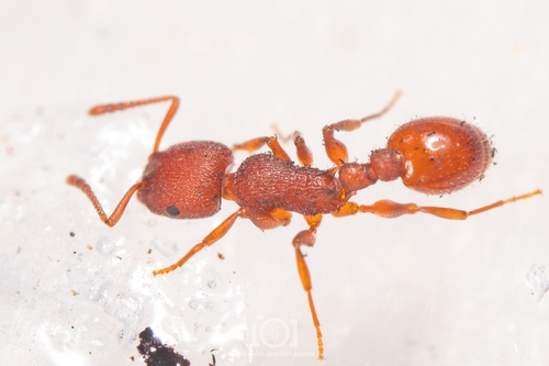 Temnothorax smithiTemnothorax smithi