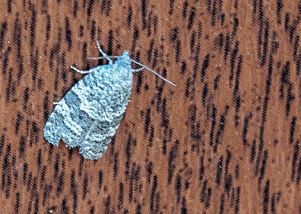 Tortricine Leafroller Moths from Gümbet, Turkey on April 26, 2019 at 05