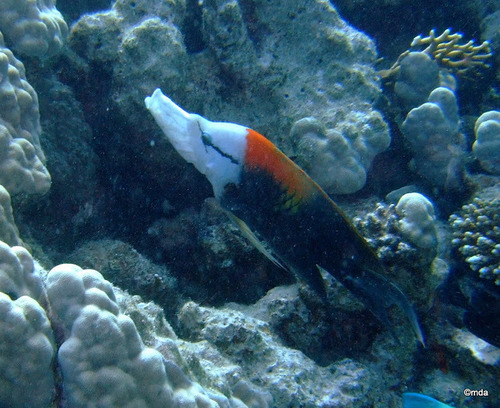 Slingjaw Wrasse — seen at this dive site