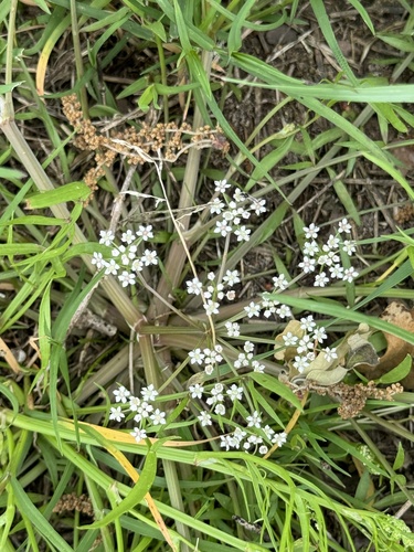 Tansy Dogshade (Limnosciadium pinnatum)