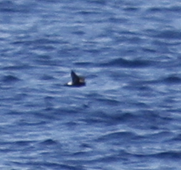 Hydrobates pelagicus