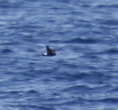 Hydrobates pelagicus