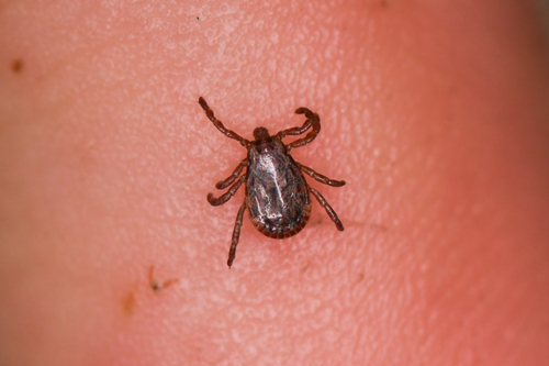 Pacific Coast Tick photo 6