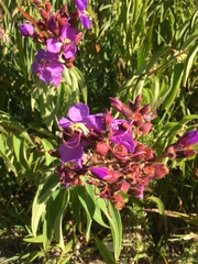 Dissotis princeps