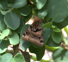 Euclidia ardita