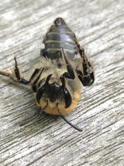 Colletes thoracicus