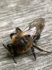 Colletes thoracicus