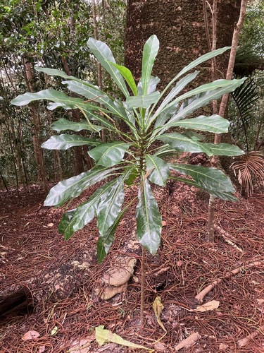 Meryta angustifolia observed 2024-03-30