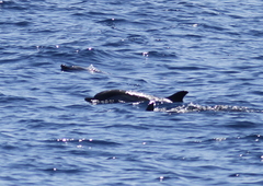 Stenella coeruleoalba