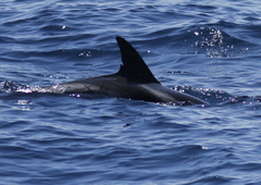 Stenella coeruleoalba