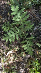 Cirsium subcoriaceum image