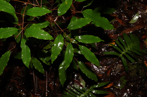Image of Brown Cudgerie by (c) Greg Tasney, some rights reserved (CC BY-SA)