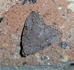 Tolpiodes oligolasia