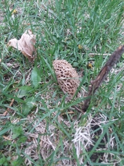 Morchellaceae