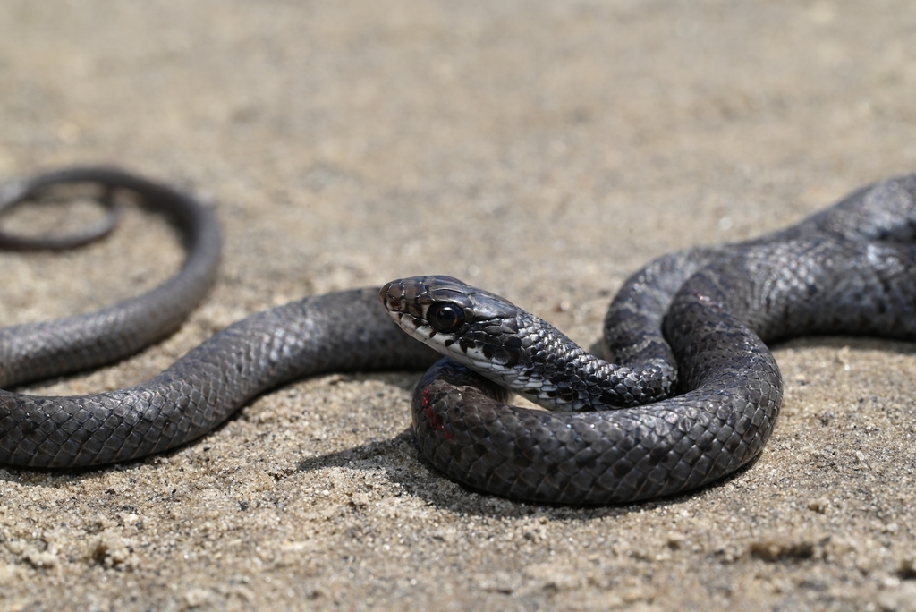 North American Racer in March 2024 by Kevin · iNaturalist
