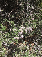 Ceanothus jepsonii