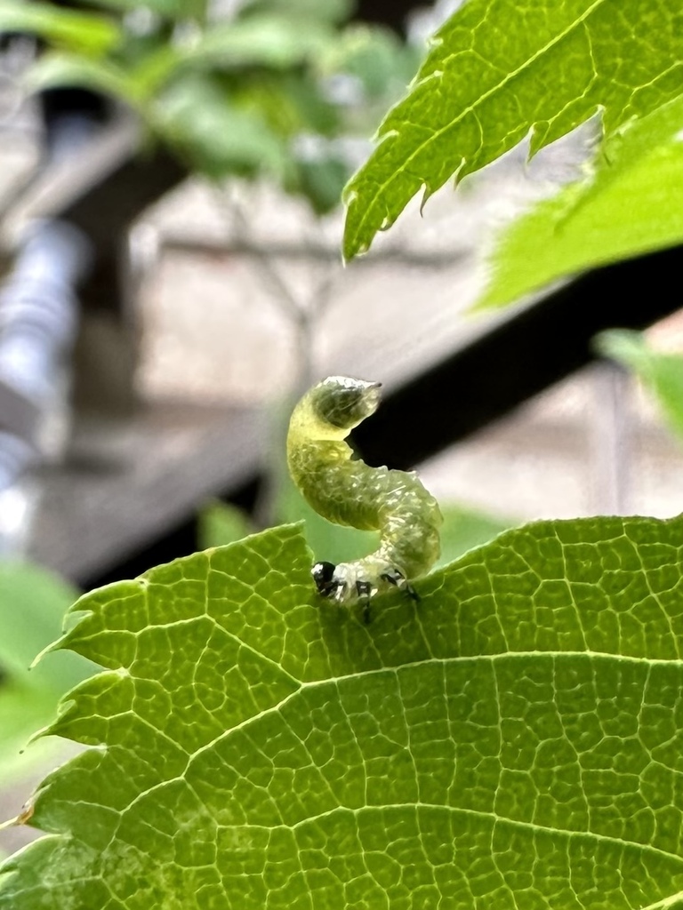 Cladius takeuchii