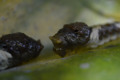 Papilionidae