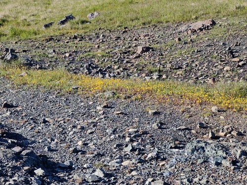 Image of Lasthenia californica by (c) Katherine Scott, some rights reserved (CC BY)