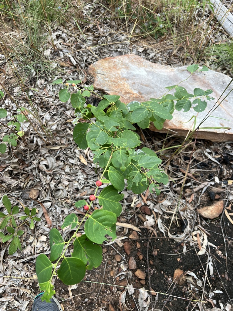 Breynia in March 2024 by Adelaide · iNaturalist