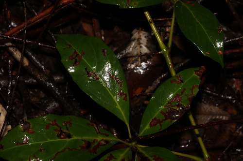 Image of Apocissus sterculiifolia by (c) Greg Tasney, some rights reserved (CC BY-SA)