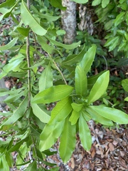 Exothea paniculata