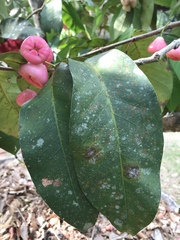 Syzygium malaccense
