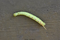 Cypoides chinensis